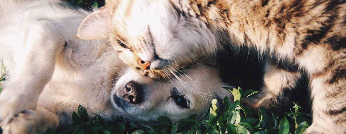 Medic Assist -Tener mascota es bueno para la salud