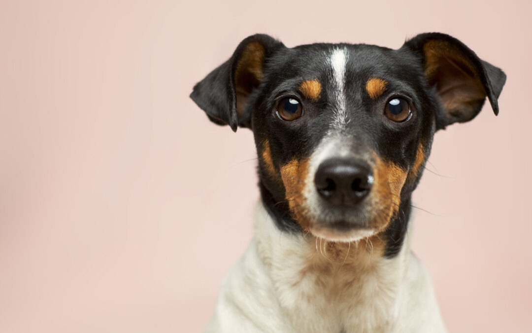 Tener mascota es bueno para la salud