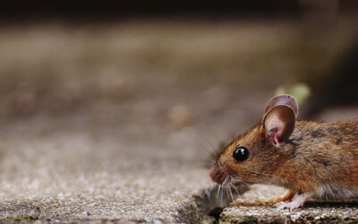 Hantavirus: Síntomas y medidas de prevención